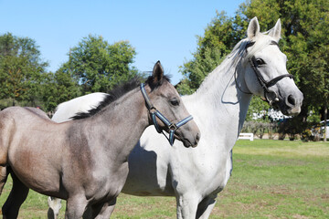 Beautiful young foal and mare showing skills at rural animal farm on horse survey show