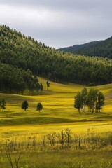 Fototapeta premium A vast, open field with a cloudy sky in the background. The field is filled with trees and grass, creating a serene and peaceful atmosphere. The trees are scattered throughout the field