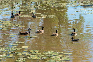 Canada Geese On The Pond Along The Fox River Trail In Allouez, Wisconsin, In Fall