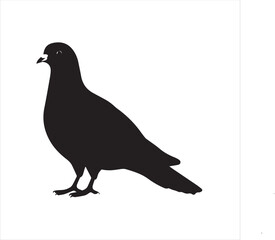 pigeon silhouette isolated on white