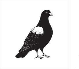 Fototapeta premium pigeon isolated on white background