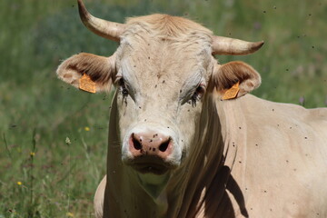 cow lying on a grass field