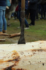 tree felling party in forest