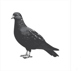 pigeon isolated on white background, 