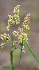 The herb Dactylis glomerata grows in nature