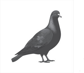 pigeon isolated on white background, 