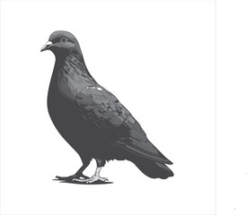 pigeon isolated on white background