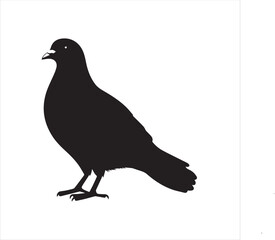pigeon isolated on white background, 