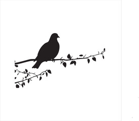 pigeon isolated on white background, 