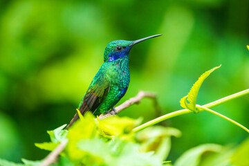The sparkling violetear (Colibri coruscans), in flight on green background, on tree branch against green background, Mindo, Ecuador