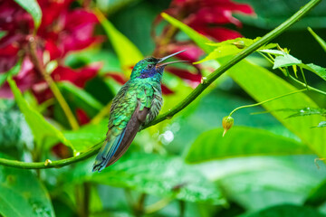 The sparkling violetear (Colibri coruscans), in flight on green background, on tree branch against green background, Mindo, Ecuador