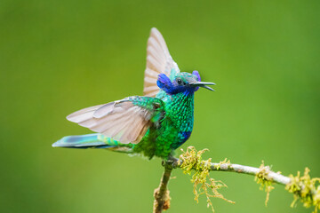 The sparkling violetear (Colibri coruscans), in flight on green background, on tree branch against green background, Mindo, Ecuador