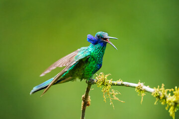 The sparkling violetear (Colibri coruscans), in flight on green background, on tree branch against...