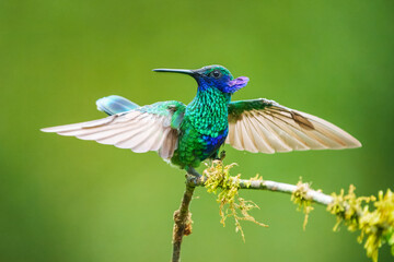 The sparkling violetear (Colibri coruscans), in flight on green background, on tree branch against green background, Mindo, Ecuador