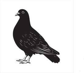 pigeon isolated on white background, 