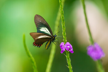 Mariposa Battus crassus crassus, Papilionidae, Battus crassus, the Crassus swallowtail, is a species of butterfly from the family Papilionidae. 