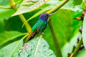 Flying Golden-tailed Sapphire - Chrysuronia oenone, beautiful colored hummingbird from Andean...