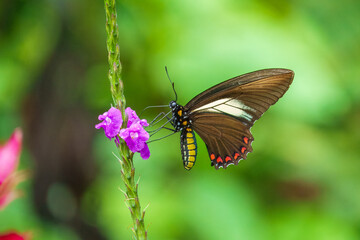 Mariposa Battus crassus crassus, Papilionidae, Battus crassus, the Crassus swallowtail, is a species of butterfly from the family Papilionidae. 