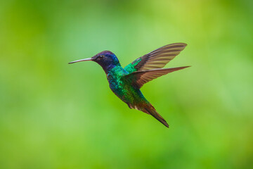 Flying Golden-tailed Sapphire - Chrysuronia oenone, beautiful colored hummingbird from Andean slopes of South America, Wild Sumaco, Ecuador.