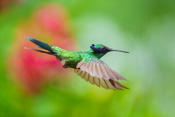 The sparkling violetear (Colibri coruscans), in flight on green background, on tree branch against...