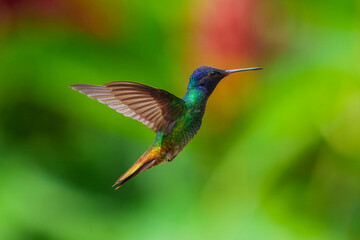 Flying Golden-tailed Sapphire - Chrysuronia oenone, beautiful colored hummingbird from Andean slopes of South America, Wild Sumaco, Ecuador.