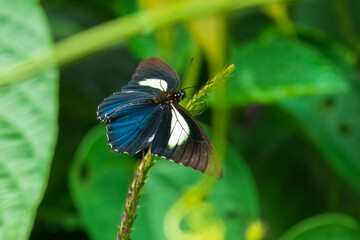 Mariposa Battus crassus crassus, Papilionidae, Battus crassus, the Crassus swallowtail, is a species of butterfly from the family Papilionidae. 