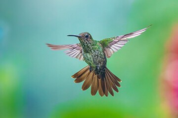 Female Golden-tailed Sapphire - Chrysuronia oenone, beautiful colored hummingbird from Andean...