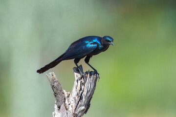 Burchell's starling or Burchell's glossy-starling (Lamprotornis australis) sitting at stake, flying