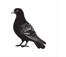 Obraz premium pigeon isolated on white background, 