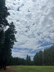 landscape with trees