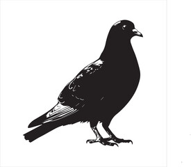 pigeon isolated on white background, 