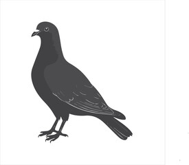 Fototapeta premium pigeon isolated on white background, 