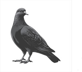 DOVE  Adobe Illustrator Artwork