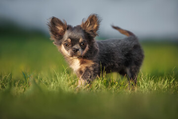 cute long haired chihuahua puppy walking on grass in summer