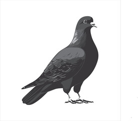 DOVE  Adobe Illustrator Artwork