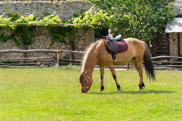 A saddled brown horse grazes in a country paddock