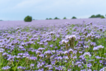 Field of blooming purple lacy phacelia flowers