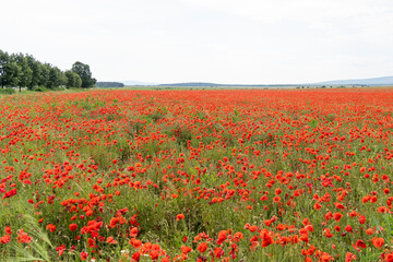 Blooming red poppy field in summer