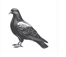 DOVE  Adobe Illustrator Artwork