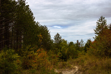 forest in autumn