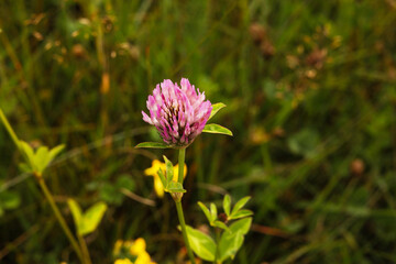 Many beautiful plants with flowers growing outdoors, closeup