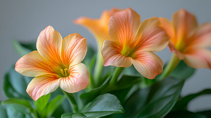 Beautiful orange and yellow flowers in bloom, showcasing delicate petals and lush green foliage indoors