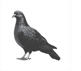 DOVE  Adobe Illustrator Artwork