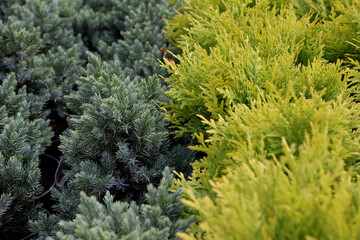 Green thuja tree branches texture background. Close-up view of the garden plant