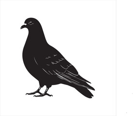 DOVE  Adobe Illustrator Artwork