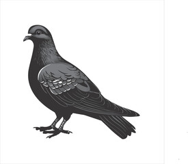 DOVE  Adobe Illustrator Artwork