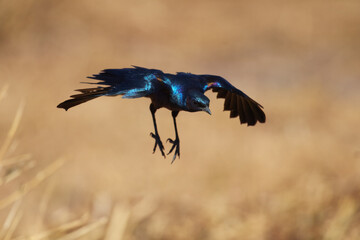 Burchell's starling or Burchell's glossy-starling (Lamprotornis australis) sitting at stake, flying