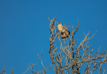 A Kestrel in a Bare Tree Preening an showing feathers