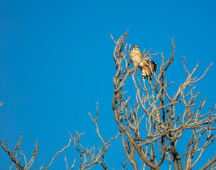 A Kestrel in a Bare Tree Preening an showing feathers