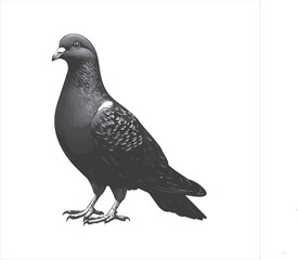 DOVE  Adobe Illustrator Artwork